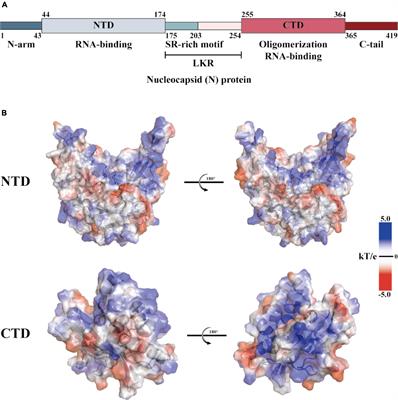 The role of SARS-CoV-2 N protein in diagnosis and vaccination in the context of emerging variants: present status and prospects